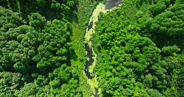 Green algae on river and swamps. Aerial view of nature