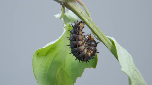 Blue Pansy Caterpillar ready going into cocoon, pupa or chrysalis.