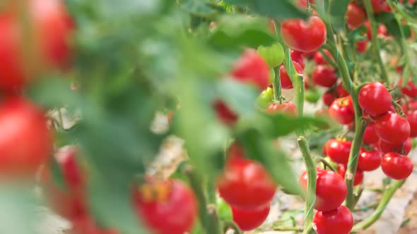 Close Up of Tomato Plants Growing at Organic Farm