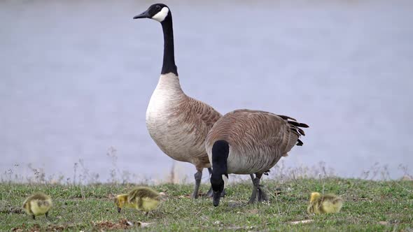 Male canada goose watching over as female and gosling chicks graze