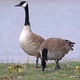 Male canada goose watching over as female and gosling chicks graze - VideoHive Item for Sale