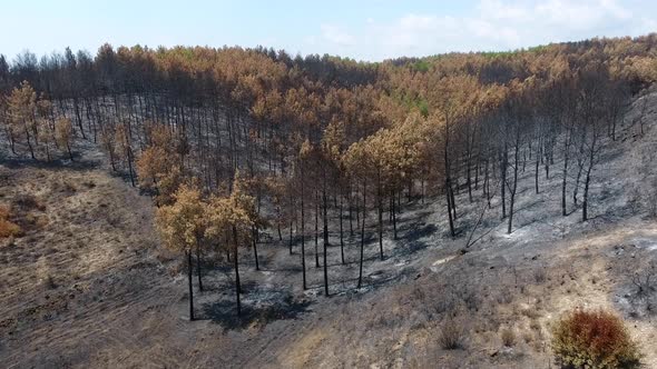 Dried Trees that Turned to Ash the Day After the Forest Fire