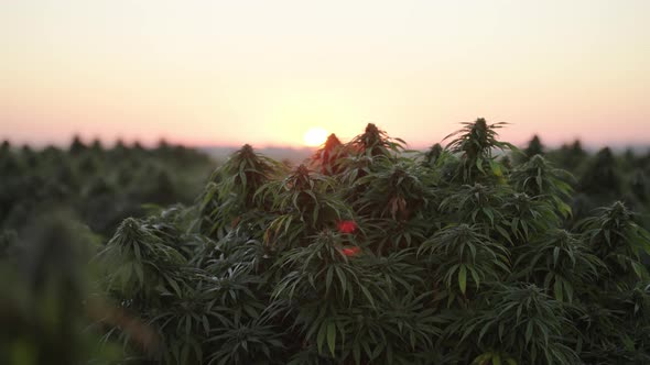 Cannabis farm in South East Colorado at sunrise.