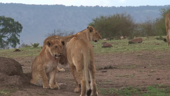 Pride of Lions walking on the savanna