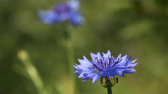 Cornflower