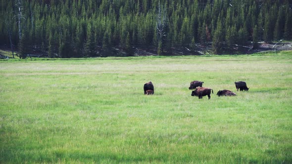 Buffalos Grazing Yellowstone Bisons  Yellowstone National Park Wyoming