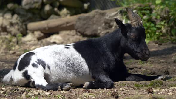 Valais Blackneck Goat lying on ground in nature and resting in sunlight,close up