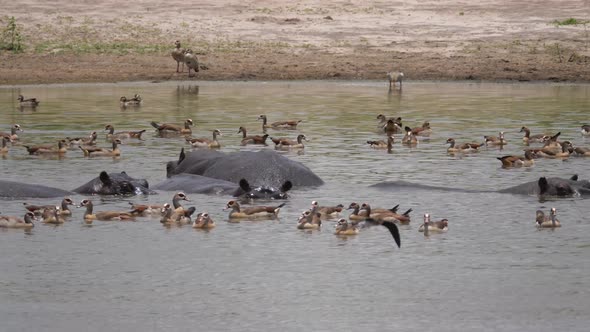 Hippopotamus surrounded with Egyptian Goose in a lake