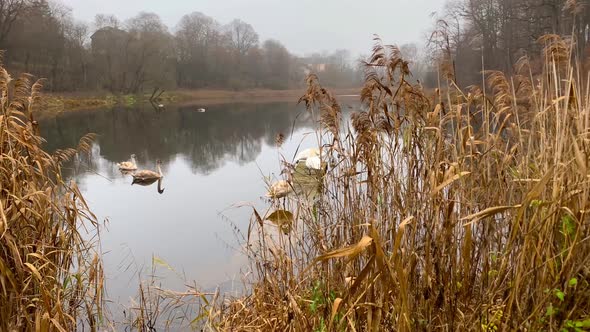 Swans wintering on a lake, shooting with steadicam