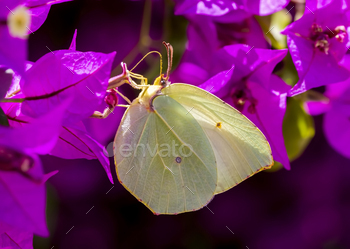 Beatiful butterfly on the plant in nature.