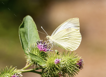 Beatiful butterfly on the plant in nature.