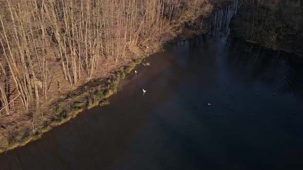 Great egret and several ducks at the shore of a water reservoir viewed from above. Aerial approachin