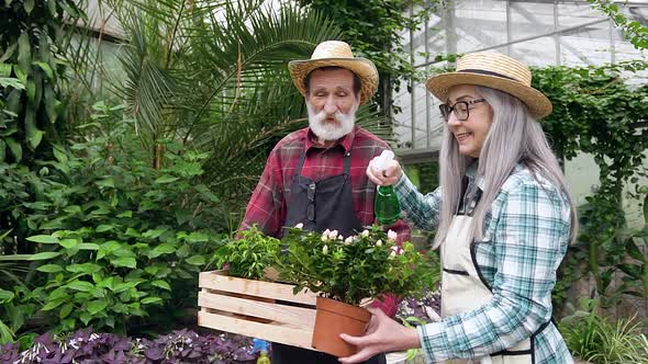 Mature Couple Working in Greenhouse, Watering Flowerpots and Talking with Each Other