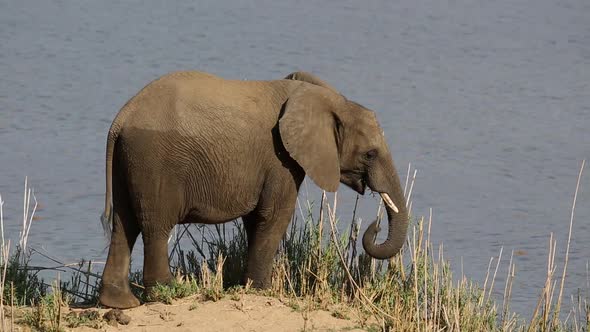 Feeding African Elephant - Kruger National Park