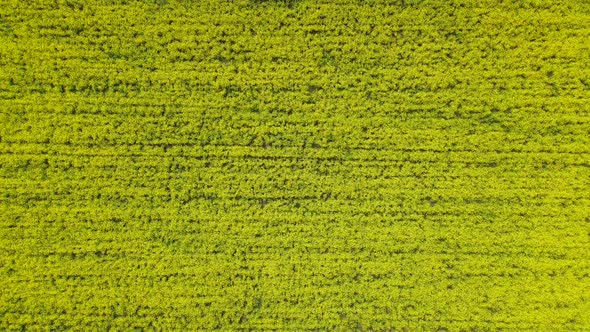 Top Down Aerial Drone View of Yellow Canola Field
