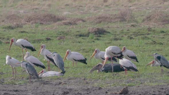 Flocks of Yellow Billed Storks, Grey Herons and Marabou Storks resting quietly on the ground