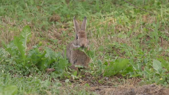 Wild European Rabbit Bunny Eating Grass