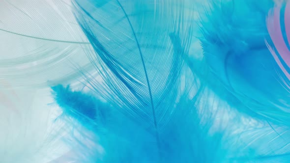 Light Fluffy a White Feathers Abstract Background