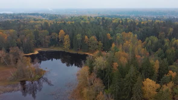 Aerial View of Green Pine and Spruce Conifer Treetops Forest and Kalnmuiza lake in Latvia. Colorful