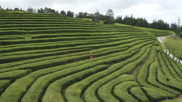 Aerial View of woman in the maze of flower beds along the hill, Sao Bras.