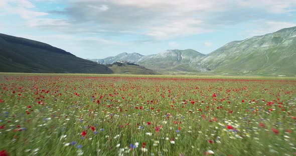 Aerial View Flying Above Red Flower Fields in Piani Di Castelluccio Di Norcia.Approaching Forward