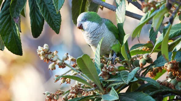 A Monk Parakeet ( Myiopsitta monachus) perching on a medlar tree while feeding on fruits. slow motio