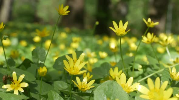 Glade With Beautiful Yellow Summer Flowers