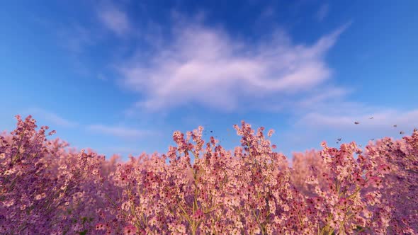 Cherry Blossoms