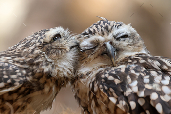 The burrowing owls (Athene cunicularia), also called the Shoco