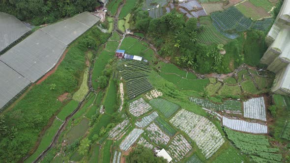 Cameron Highlands, Pahang Malaysia