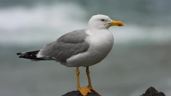 A Beautiful, Clean and Bright Feathered Seagull Bird on The Rock by The Sea