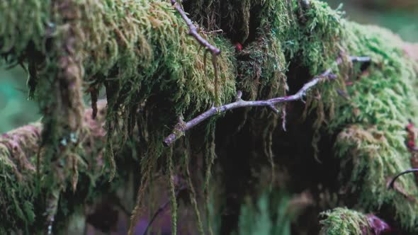 Branch Covered with Moss Macro Shooting