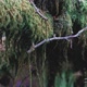 Branch Covered with Moss Macro Shooting - VideoHive Item for Sale