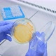 Petri dish with bacteria in the hands of a scientist in laboratory. - VideoHive Item for Sale