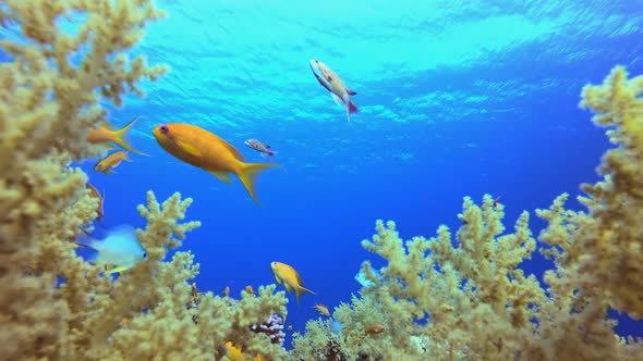 Underwater Scene