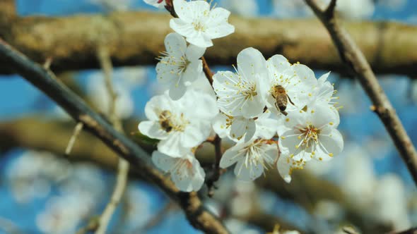 Bee Collecting Pollen on Apricot Blossom