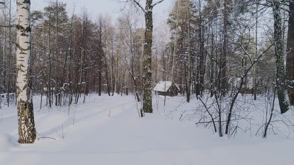 Winter Forest