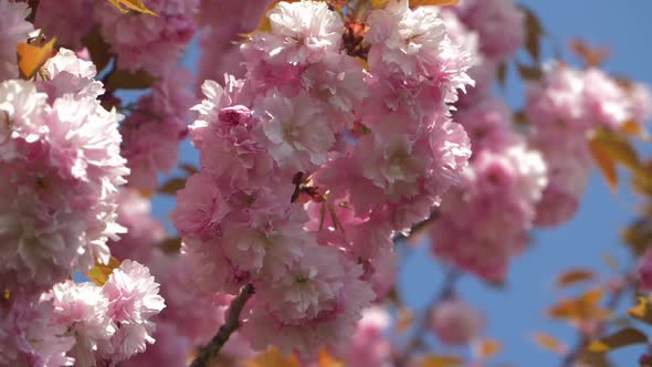 Cherry Blossom Tree in Spring. Close up.