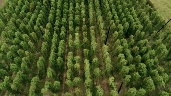 Aerial Agricultural Landscape with Humulus Hop Cultivation for Beer Brewing