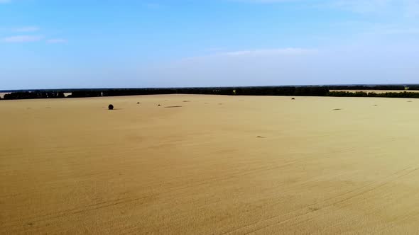 Aero, Top View. Endless Wheat Fields. Beautiful Golden Wheat Field Stretches To the Horizon. Ripe