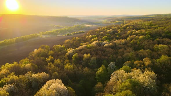 Aerial View of Woodland with Fresh Green Trees in Early Spring at Sunset