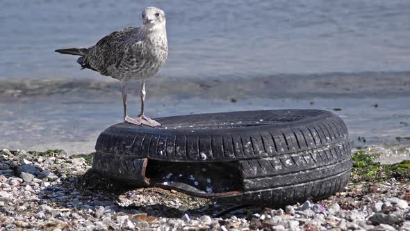 Seagull Standing On An Old Car Wheel Thrown On The Seashore