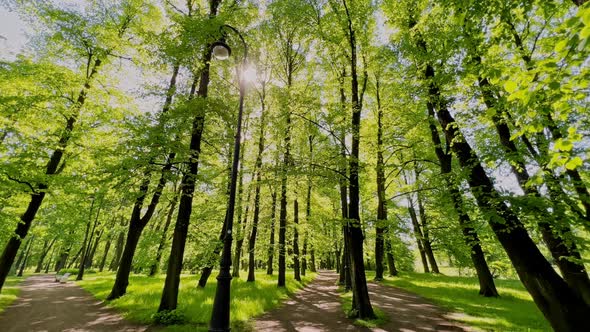 Empty Green Summer Park Black Tree Trunks Shadows and Sunspots