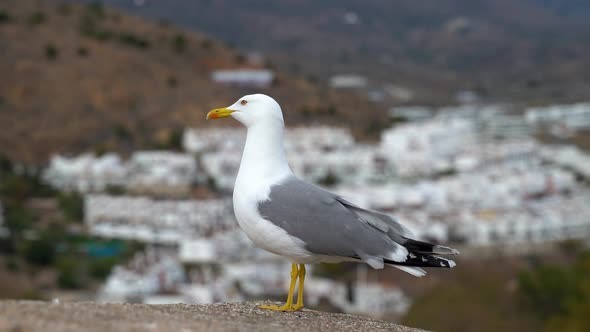 Close up of seagull barking at other seagull as it flies by