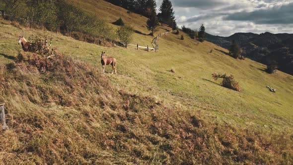 Rural Mountain with Farm Animals Aerial