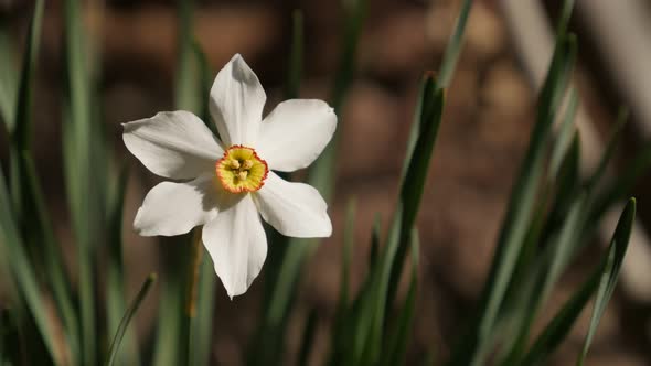 Details of Narcissus poeticus beautiful garden flower 4K 2160p 30fps UltraHD footage - Shallow DOF w