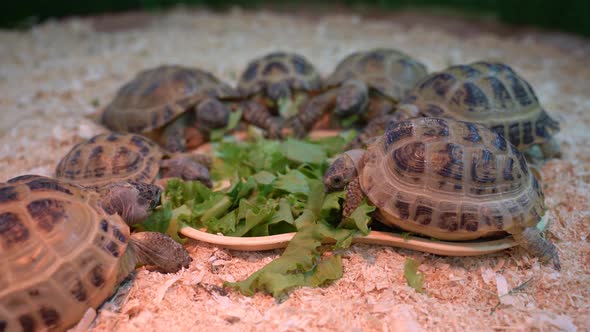 Land Turtles Are Emptied in Water. Zoo Turtles Swim in the Water.