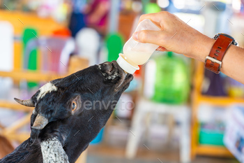 Feeding milk to a goatling in contact zoo in Thailand