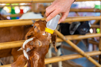 Feeding milk to a goatling in contact zoo in Thailand