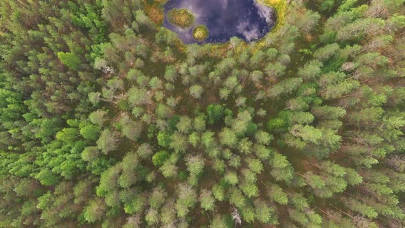 Stunning aerial footage of a small forest pond in the middle of the coniferous forest. Camera slowly